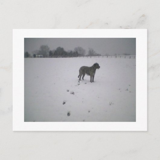Wolfhund im Schnee Postkarte (Vorderseite)