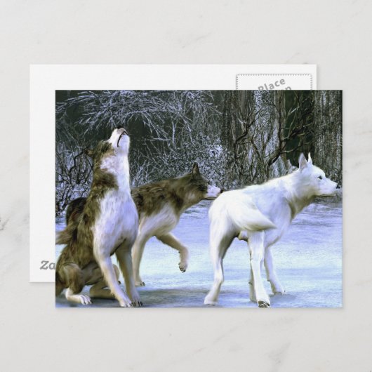 wolfpack postkarte (Vorne/Hinten)