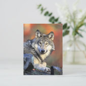 Wolfporträt Postkarte (Stehend Vorderseite)