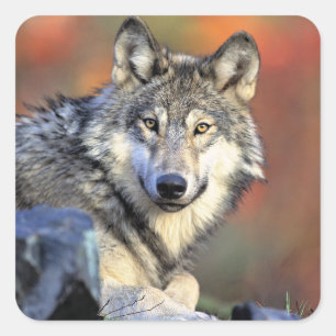 Wolfporträt Quadratischer Aufkleber