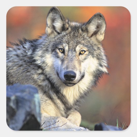 Wolfporträt Quadratischer Aufkleber (Vorderseite)