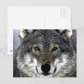 Wolfsaugen Postkarte (Vorne/Hinten)