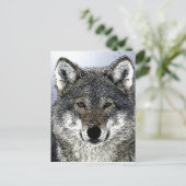 Wolfsaugen Postkarte (Stehend Vorderseite)
