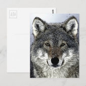 Wolfsaugen Postkarte (Vorne/Hinten)