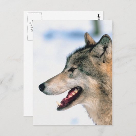 Wolfskopf Postkarte (Vorne/Hinten)
