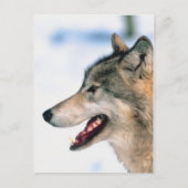 Wolfskopf Postkarte (Vorderseite)