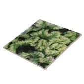 Wolfsmilch Fliese (Seite)