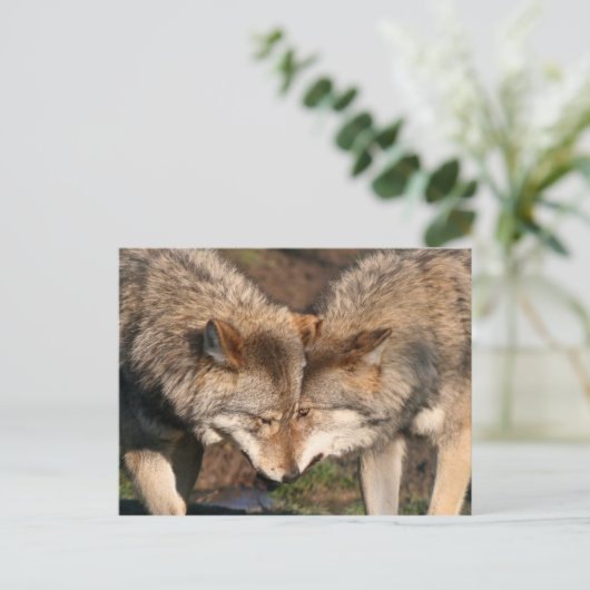 Wolfspaar Postkarte (Stehend Vorderseite)