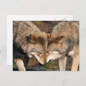 Wolfspaar Postkarte (Vorne/Hinten)