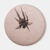 Wolfspinne Magnet (Vorne)