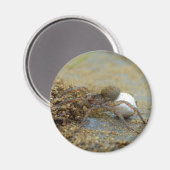 Wolfspinne mit eier sac magnet (Vorderseite/Rückseite)