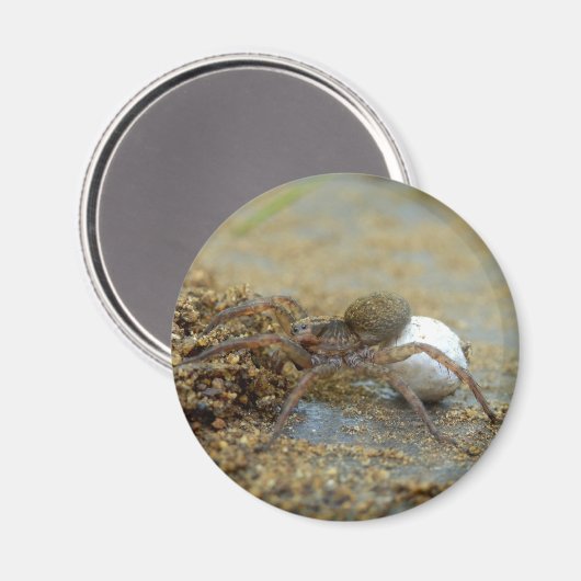 Wolfspinne mit eier sac magnet (Vorderseite/Rückseite)
