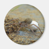 Wolfspinne mit eier sac magnet (Vorne)