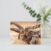 Wolfspinne Postkarte (Stehend Vorderseite)