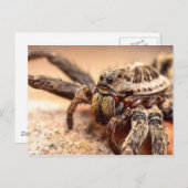 Wolfspinne Postkarte (Vorne/Hinten)