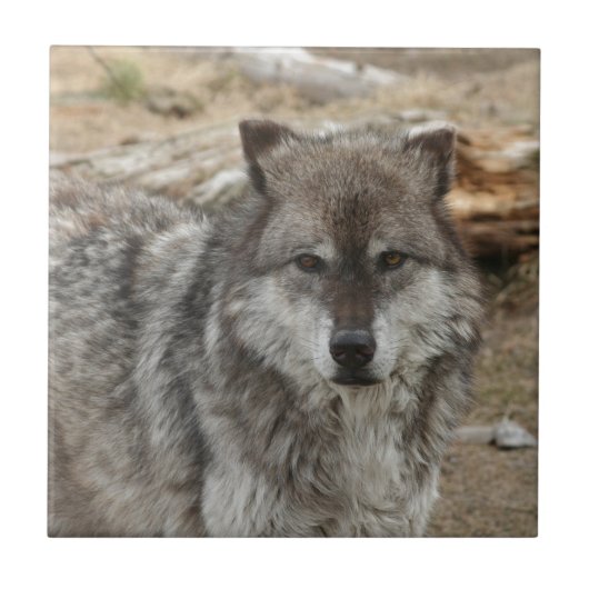Wolftiergesicht mustert Hunde- WaldZoopark Fliese (Vorderseite)
