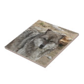 Wolftiergesicht mustert Hunde- WaldZoopark Fliese (Seite)