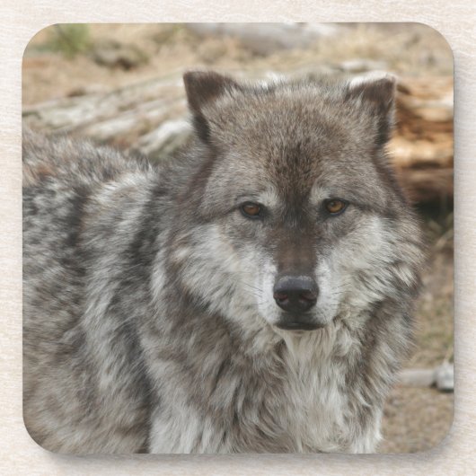 Wolftiergesicht mustert Hunde- WaldZoopark Getränkeuntersetzer (Vorderseite)