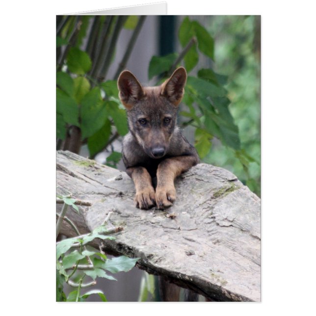 Wolfwelpe (Vorne)