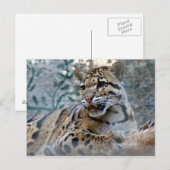 Wolkendecke-1 4x6 postkarte (Vorne/Hinten)