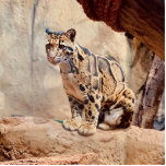 Wolkendecke Landschaftsbild exotische Tierwelt Fotoskulptur Magnet<br><div class="desc">Schönes,  getrübtes Leopardenfoto. Sicher,  eine Touch der Natur zu Ihrem Zuhause hinzuzufügen!</div>