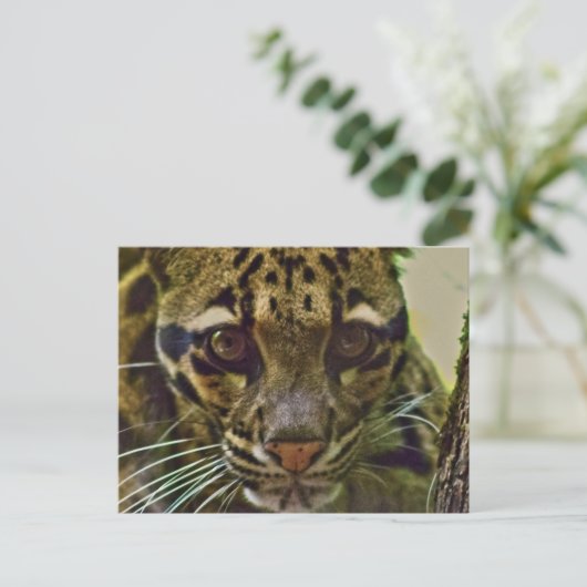 Wolkenkleopard Postkarte (Stehend Vorderseite)