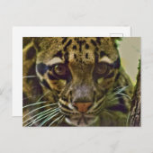 Wolkenkleopard Postkarte (Vorne/Hinten)