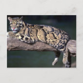 Wolkenleopard im Logbuch Postkarte (Vorderseite)