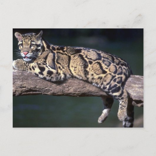 Wolkenleopard im Logbuch Postkarte (Vorderseite)