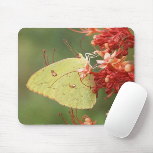 Wolkenloser Schwefel-Schmetterling Mousepad (Mit Mouse)