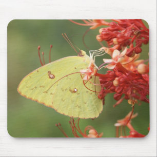 Wolkenloser Schwefel-Schmetterling Mousepad