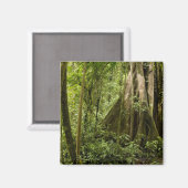 Wolkenwald, Bosque de Paz, Costa Rica Magnet (Vorderseite/Rückseite)