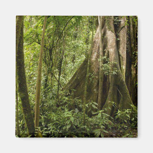 Wolkenwald, Bosque de Paz, Costa Rica Magnet (Vorne)
