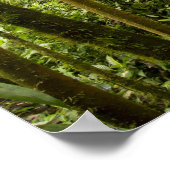 Wolkenwald, Bosque de Paz, Costa Rica Poster (Ecke)