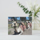 Woll zu fahren? postkarte (Stehend Vorderseite)