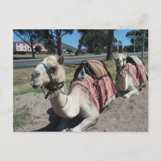 Woll zu fahren? postkarte (Vorderseite)