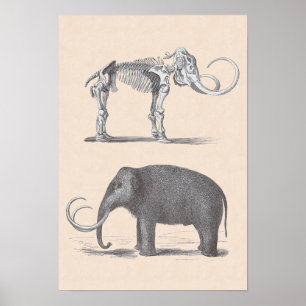 Wolle Mammoth und Skeleton prähistorische Tiere Poster