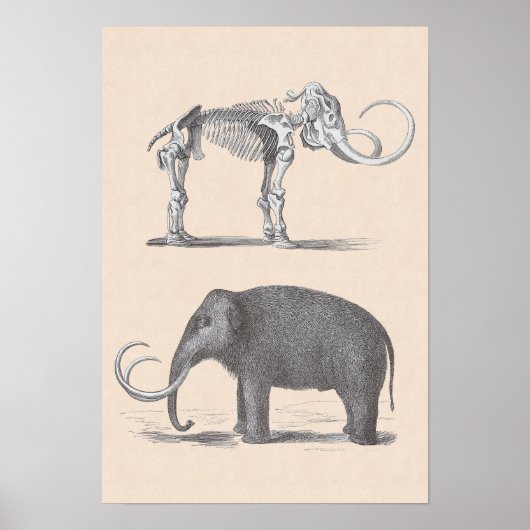 Wolle Mammoth und Skeleton prähistorische Tiere Poster (Vorne)