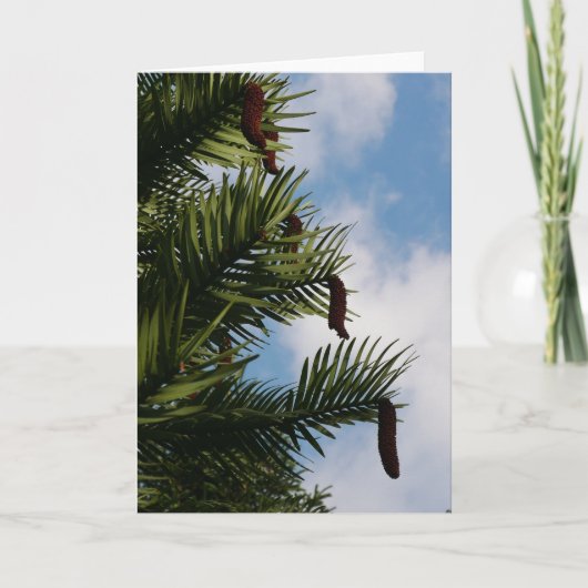 Wollemi Pine Tree Cones Card Karte (Vorderseite)