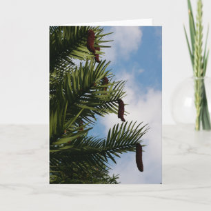 Wollemi Pine Tree Cones Card Karte