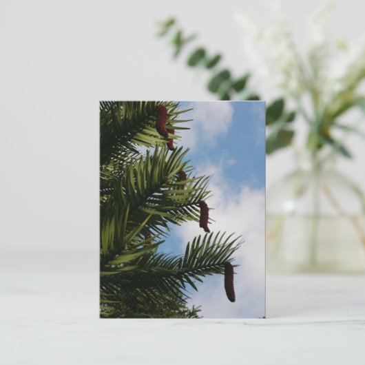 Wollemi Pine Tree Cones Postcard Postkarte (Stehend Vorderseite)