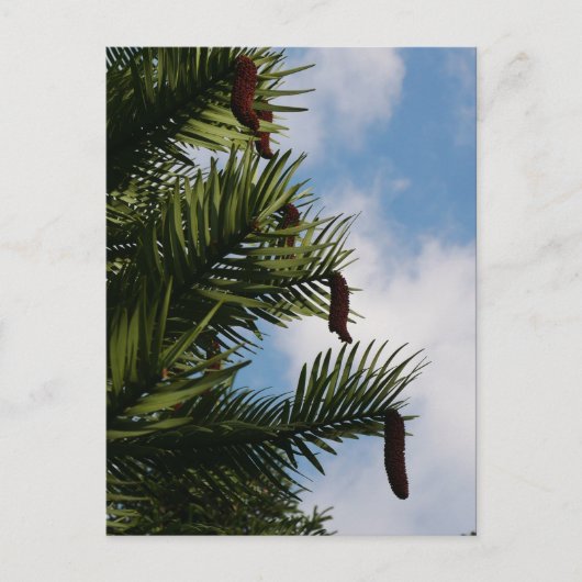 Wollemi Pine Tree Cones Postcard Postkarte (Vorderseite)