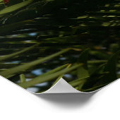 Wollemi Pine Tree Cones Poster (Ecke)