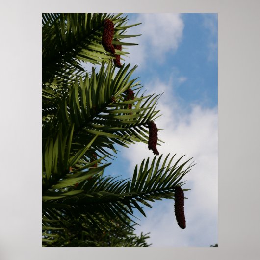 Wollemi Pine Tree Cones Poster (Vorne)