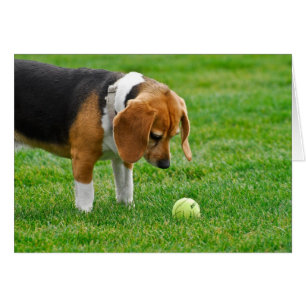 Wollen Sie, um zu spielen?