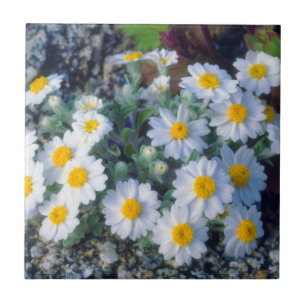 Wollige Daisy-Wildblumen Fliese