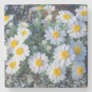 Wollige Daisy-Wildblumen Steinuntersetzer