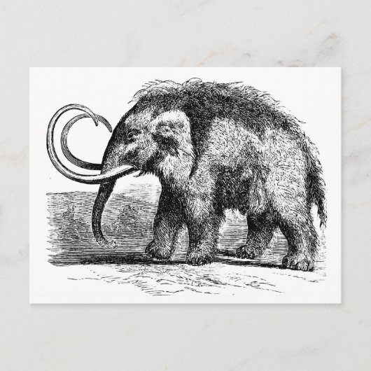 Wollmammut-2 Postkarte (Vorderseite)