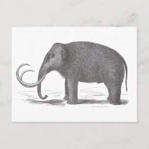Wollmammut ausgestorben Mastodon Antique Print Postkarte