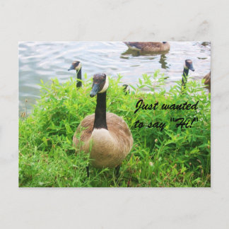 Wollte NUR "HI!" ZU SAGEN! Postkarte